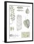 Botanical Studies-Sandra Jacobs-Framed Giclee Print