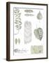 Botanical Studies-Sandra Jacobs-Framed Giclee Print