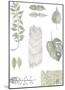 Botanical Studies-Sandra Jacobs-Mounted Giclee Print