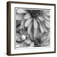 Botanical Study 10-Stacy Bass-Framed Giclee Print