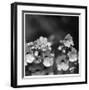 Botanical Study 13-Stacy Bass-Framed Giclee Print