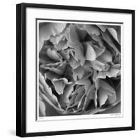 Botanical Study 15-Stacy Bass-Framed Giclee Print