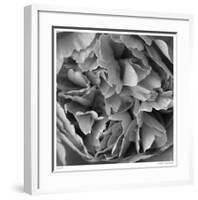 Botanical Study 15-Stacy Bass-Framed Giclee Print