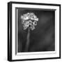 Botanical Study 16-Stacy Bass-Framed Giclee Print