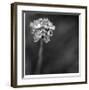 Botanical Study 16-Stacy Bass-Framed Giclee Print