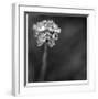 Botanical Study 16-Stacy Bass-Framed Giclee Print