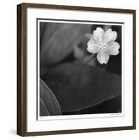 Botanical Study 17-Stacy Bass-Framed Giclee Print