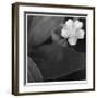 Botanical Study 17-Stacy Bass-Framed Giclee Print