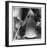 Botanical Study 18-Stacy Bass-Framed Giclee Print