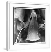 Botanical Study 18-Stacy Bass-Framed Giclee Print