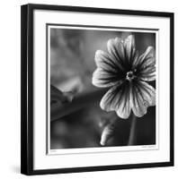 Botanical Study 19-Stacy Bass-Framed Giclee Print