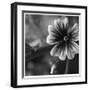 Botanical Study 19-Stacy Bass-Framed Giclee Print