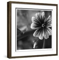 Botanical Study 19-Stacy Bass-Framed Giclee Print