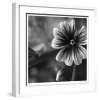 Botanical Study 19-Stacy Bass-Framed Giclee Print