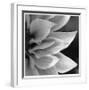 Botanical Study 1-Stacy Bass-Framed Giclee Print