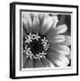 Botanical Study 3-Stacy Bass-Framed Giclee Print