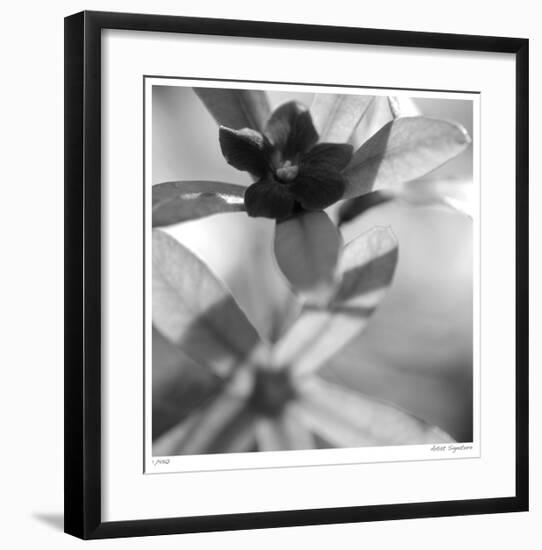 Botanical Study 8-Stacy Bass-Framed Giclee Print