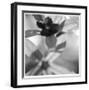 Botanical Study 8-Stacy Bass-Framed Giclee Print