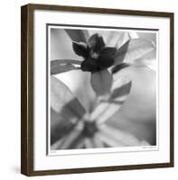 Botanical Study 8-Stacy Bass-Framed Giclee Print