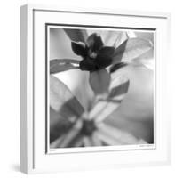 Botanical Study 8-Stacy Bass-Framed Giclee Print