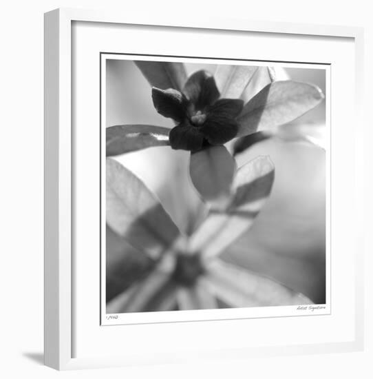 Botanical Study 8-Stacy Bass-Framed Giclee Print