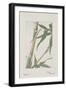 Botanical Study - Bamboo-Megata Morikaga-Framed Giclee Print