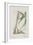 Botanical Study - Bamboo-Megata Morikaga-Framed Giclee Print