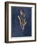 Botanical Study I Gold Navy-Julia Purinton-Framed Art Print