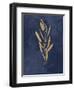 Botanical Study I Gold Navy-Julia Purinton-Framed Art Print