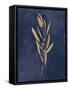 Botanical Study I Gold Navy-Julia Purinton-Framed Stretched Canvas
