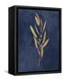 Botanical Study I Gold Navy-Julia Purinton-Framed Stretched Canvas