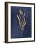 Botanical Study I Gold Navy-Julia Purinton-Framed Art Print