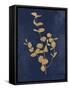 Botanical Study II Gold Navy-Julia Purinton-Framed Stretched Canvas