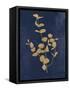 Botanical Study II Gold Navy-Julia Purinton-Framed Stretched Canvas