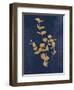 Botanical Study II Gold Navy-Julia Purinton-Framed Art Print