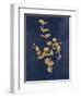 Botanical Study II Gold Navy-Julia Purinton-Framed Art Print