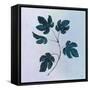 Botanical Study III Blue-Julia Purinton-Framed Stretched Canvas