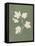 Botanical Study III Forest Green-Julia Purinton-Framed Stretched Canvas