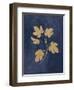 Botanical Study III Gold Navy-Julia Purinton-Framed Art Print