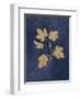 Botanical Study III Gold Navy-Julia Purinton-Framed Art Print