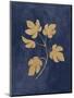 Botanical Study III Gold Navy-Julia Purinton-Mounted Art Print