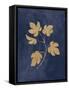 Botanical Study III Gold Navy-Julia Purinton-Framed Stretched Canvas