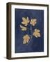 Botanical Study III Gold Navy-Julia Purinton-Framed Art Print