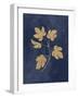 Botanical Study III Gold Navy-Julia Purinton-Framed Art Print