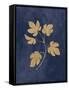 Botanical Study III Gold Navy-Julia Purinton-Framed Stretched Canvas