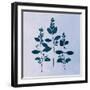 Botanical Study IV Blue-Julia Purinton-Framed Art Print