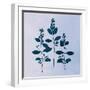 Botanical Study IV Blue-Julia Purinton-Framed Art Print