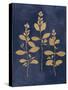 Botanical Study IV Gold Navy-Julia Purinton-Stretched Canvas