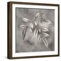 Botanical Study No. 4-Nicholas Bell-Framed Photographic Print