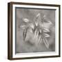 Botanical Study No. 4-Nicholas Bell-Framed Photographic Print